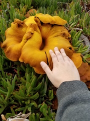 Omphalotus olivascens