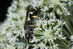 Ectemnius ruficornis