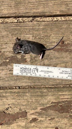 White-footed Mouse