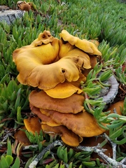 Omphalotus olivascens