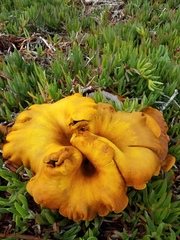 Omphalotus olivascens