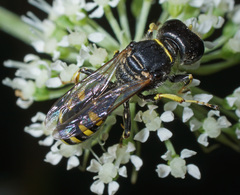Ectemnius ruficornis
