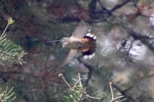 Broad-tailed Hummingbird