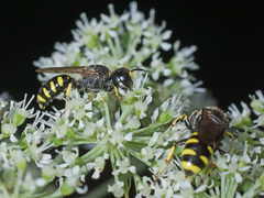 Ectemnius ruficornis