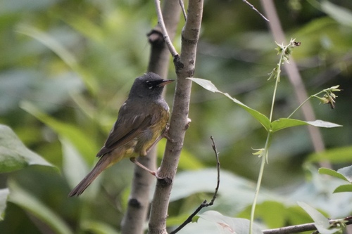 MacGillivray's Warbler