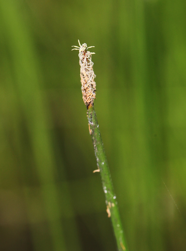Eleocharis palustris