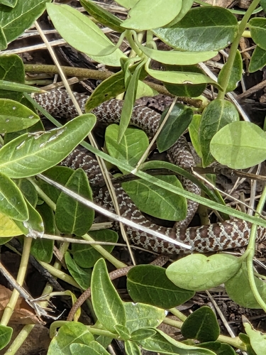Common Coachwhip