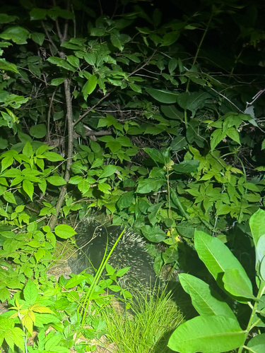 North American Porcupine