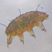 Rough-bodied Tardigrades - Photo (c) Matteo Pasotti, some rights reserved (CC BY-NC), uploaded by Matteo Pasotti