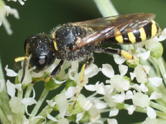 Ectemnius ruficornis