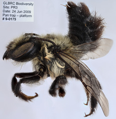 Megachile gemula
