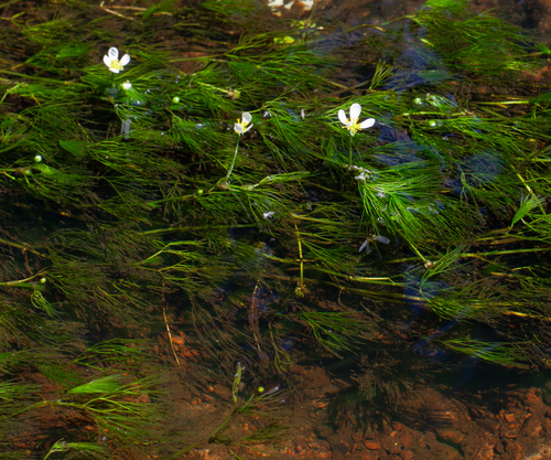 Ranunculus trichophyllus, photograph 4