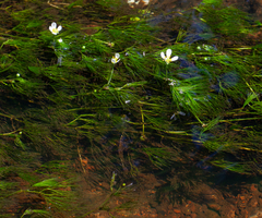 (c) bobkennedy, some rights reserved (CC BY-SA) Ranunculus trichophyllus, photograph (c) bobkennedy, some rights reserved (CC BY-SA)