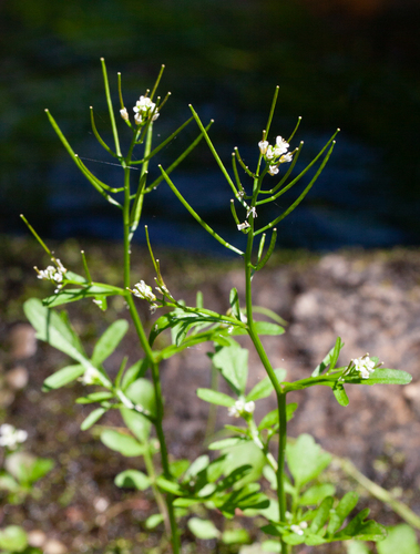 Cardamine pensylvanica, photograph 3