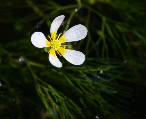 Ranunculus trichophyllus, photograph 5