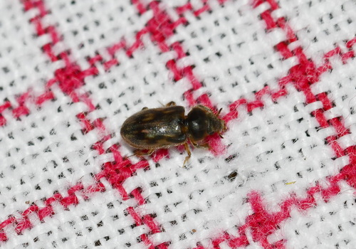 Heterocerus fenestratus