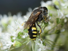 Ectemnius ruficornis
