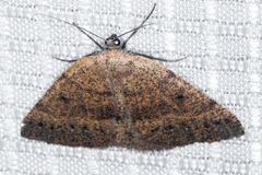 Drepanulatrix secundaria