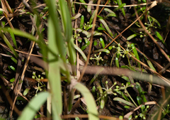 Lilaeopsis chinensis, photograph (c) bobkennedy, some rights reserved (CC BY-SA)