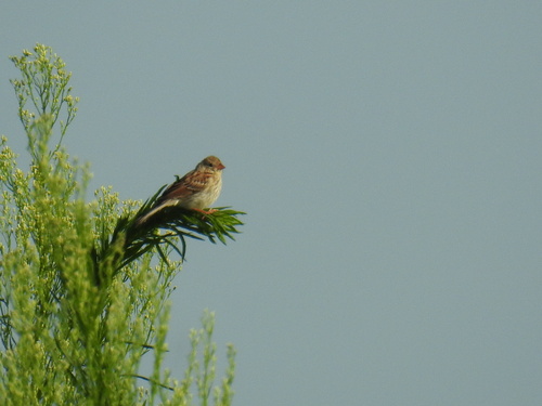 Field Sparrow