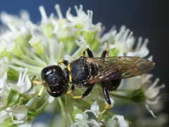 Ectemnius ruficornis