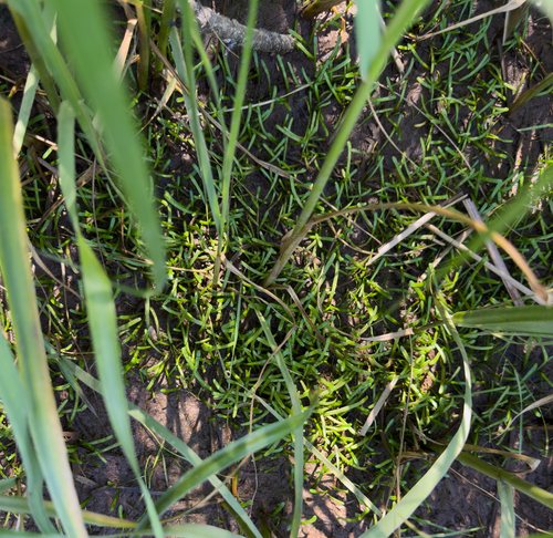 Lilaeopsis chinensis, 2026-07-25