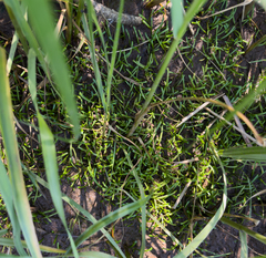 Lilaeopsis chinensis, photograph (c) bobkennedy, some rights reserved (CC BY-SA)