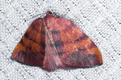 Drepanulatrix carnearia