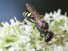 Ectemnius ruficornis
