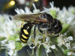 Ectemnius ruficornis