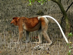 Proboscis Monkey photo 5