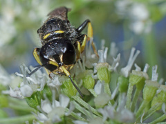 Ectemnius ruficornis