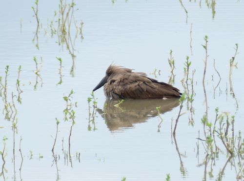 iNaturalist image