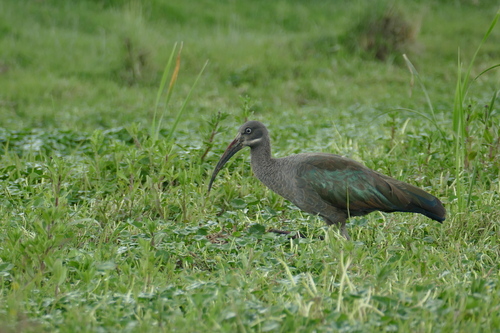 iNaturalist: (c) Jens Thalund, some rights reserved (CC BY-NC), uploaded by Jens Thalund iNaturalist image
