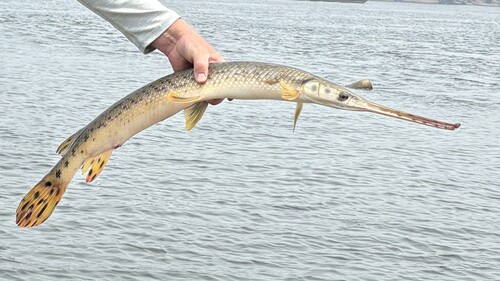 Longnose Gar