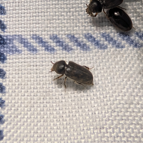 Heterocerus