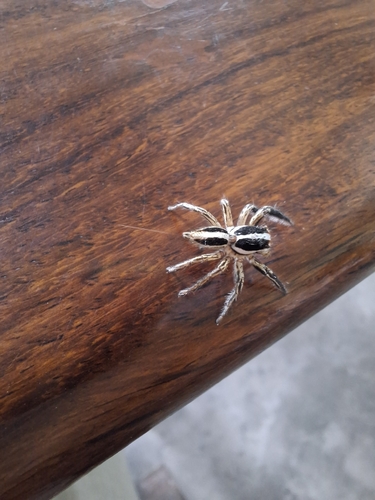 Pantropical Jumping Spider