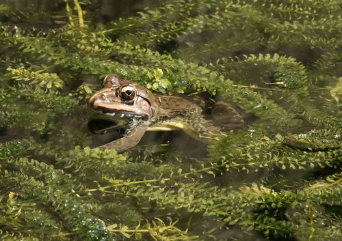 Indus Valley Bullfrog