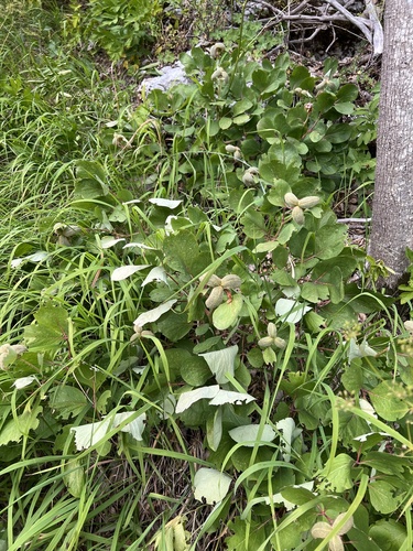 Paeonia daurica, photograph 6