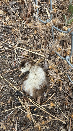 iNaturalist: (c) sherlinc, some rights reserved (CC BY-NC) iNaturalist image