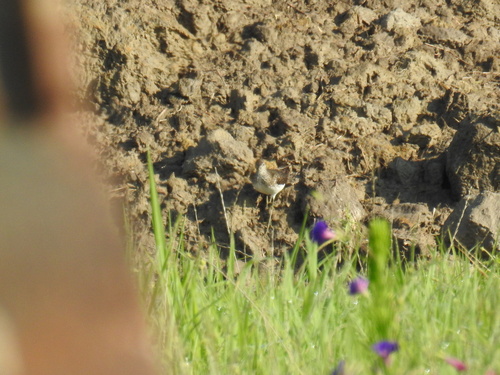 Solitary Sandpiper