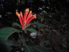 Aphelandra longiflora