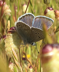 Icaricia icarioides missionensis