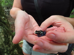 Dendrobates tinctorius