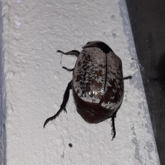 Callistethus cupricollis