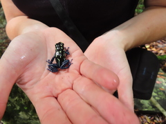 Dendrobates tinctorius