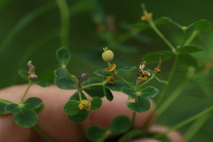 Euphorbia semivillosa, photograph (c) Вячеслав Юсупов, some rights reserved (CC BY)