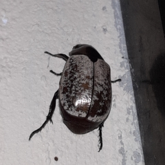 Callistethus cupricollis