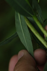 Euphorbia semivillosa, photograph (c) Вячеслав Юсупов, some rights reserved (CC BY)