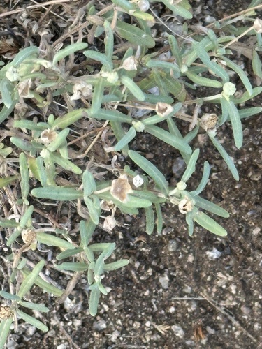 blackfoot daisy